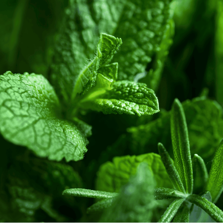 Profumi Aromatici