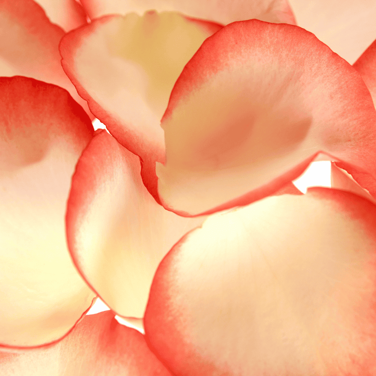 Profumi Floreali